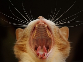 Picture for category Dental Treats and Supplies